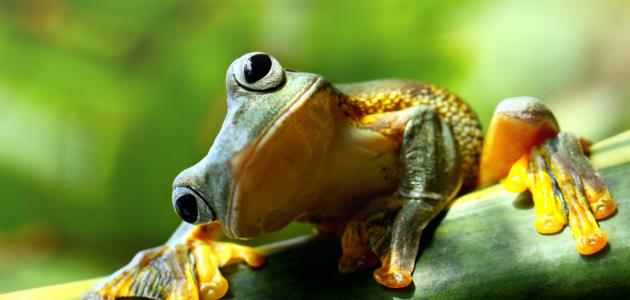 شرح دورة حياة الضفدع للأطفال صورة مقال شرح دورة حياة الضفدع للأطفال