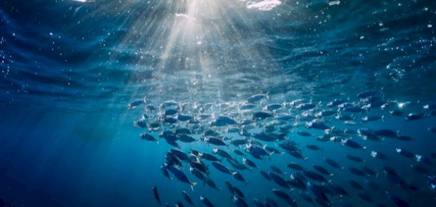 أنواع سمك التونة صورة مقال أنواع سمك التونة