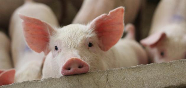 صفات الخنزير صورة مقال صفات الخنزير