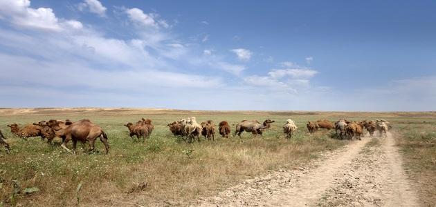 آثار الرعي الجائر صورة مقال آثار الرعي الجائر
