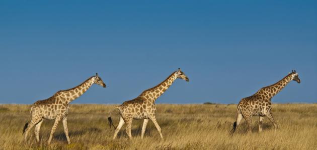 مفهوم الحيوانات العاشبة صورة مقال مفهوم الحيوانات العاشبة