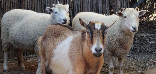 الفرق بين الماعز والأغنام صورة مقال الفرق بين الماعز والأغنام