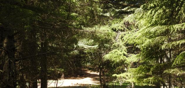 غابات المغرب العربي صورة مقال غابات المغرب العربي