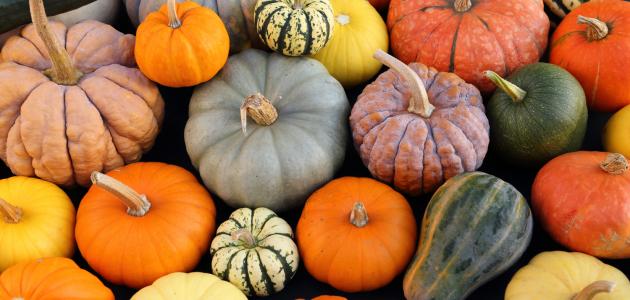 أنواع اليقطين صورة مقال أنواع اليقطين