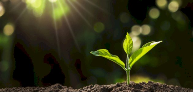 أنواع تغذية الكائنات الحية صورة مقال أنواع تغذية الكائنات الحية