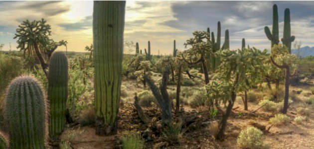 مظاهر تكيف الحيوانات مع البيئة الصحراوية صورة مقال مظاهر تكيف الحيوانات مع البيئة الصحراوية