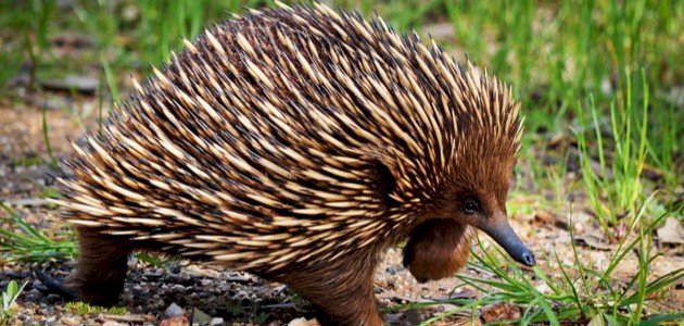 بحث عن آكل النمل الشوكي صورة مقال بحث عن آكل النمل الشوكي