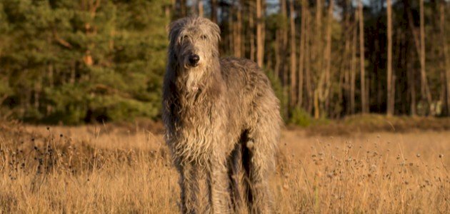 أنواع كلاب مهددة بالانقراض صورة مقال أنواع كلاب مهددة بالانقراض