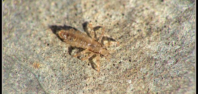 ما أسباب ظهور القمل صورة مقال ما أسباب ظهور القمل