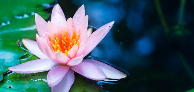 رموز زهرة اللوتس صورة مقال رموز زهرة اللوتس