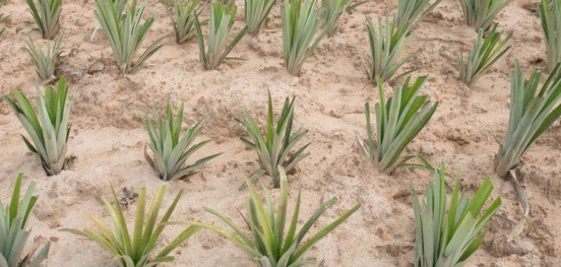 ما هي التربة الرملية؟ صورة مقال ما هي التربة الرملية؟