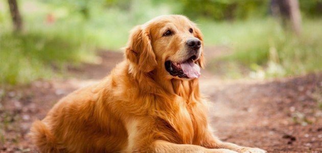 كيفية العناية بكلب جولدن ريتريفر صورة مقال كيفية العناية بكلب جولدن ريتريفر