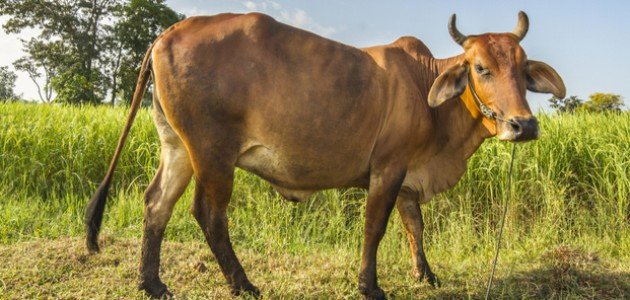 تفسير الثور في المنام صورة مقال تفسير الثور في المنام