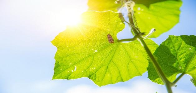 تحولات الطاقة في عملية التمثيل الضوئي صورة مقال تحولات الطاقة في عملية التمثيل الضوئي