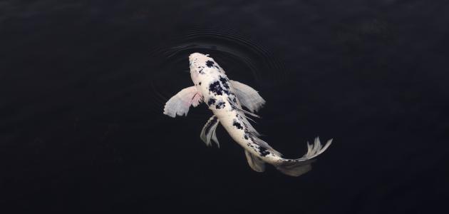 أشهر أمراض أسماك الزينة صورة مقال أشهر أمراض أسماك الزينة