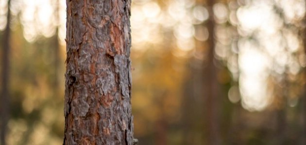 خصائص خشب الصنوبر واستخداماته وأنواعه صورة مقال خصائص خشب الصنوبر واستخداماته وأنواعه