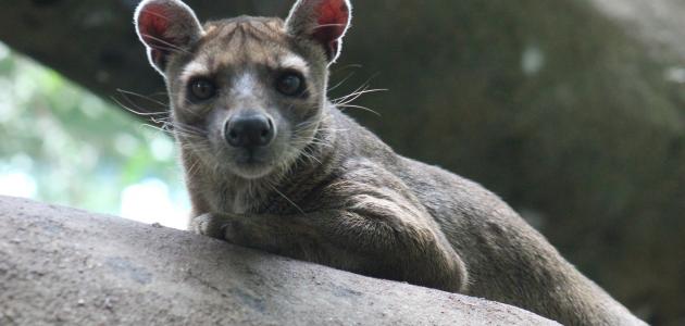 صفات حيوان الفوسا صورة مقال صفات حيوان الفوسا