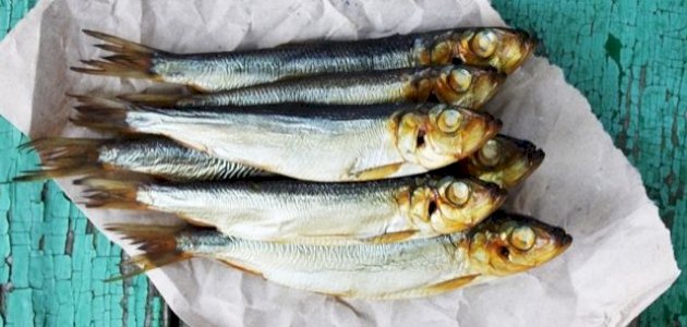 معلومات عن الأسماك الزيتية صورة مقال معلومات عن الأسماك الزيتية