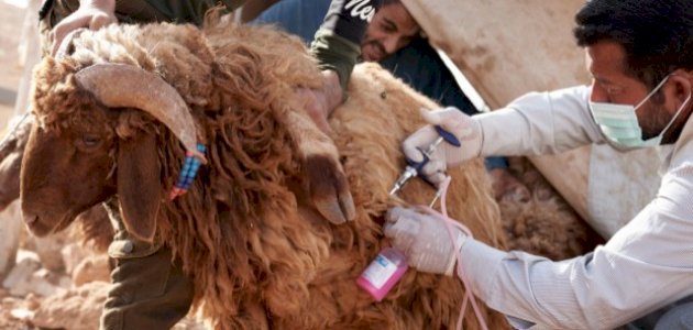 معلومات عن الحمى القلاعية لدى الأغنام صورة مقال معلومات عن الحمى القلاعية لدى الأغنام