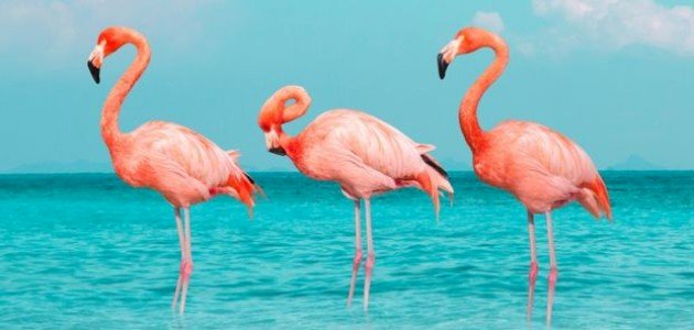 أسباب هجرة طائر الفلامنجو صورة مقال أسباب هجرة طائر الفلامنجو