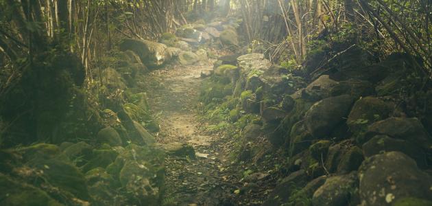 أهمية الغابة بالنسبة للحيوانات صورة مقال أهمية الغابة بالنسبة للحيوانات