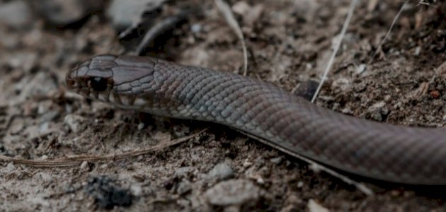 معلومات عن ثعبان الأسود الخبيث صورة مقال معلومات عن ثعبان الأسود الخبيث