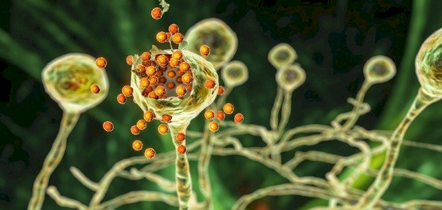 كيف تحصل الفطريات على غذائها صورة مقال كيف تحصل الفطريات على غذائها