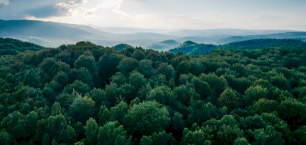 العوامل المؤثرة في الغطاء النباتي صورة مقال العوامل المؤثرة في الغطاء النباتي