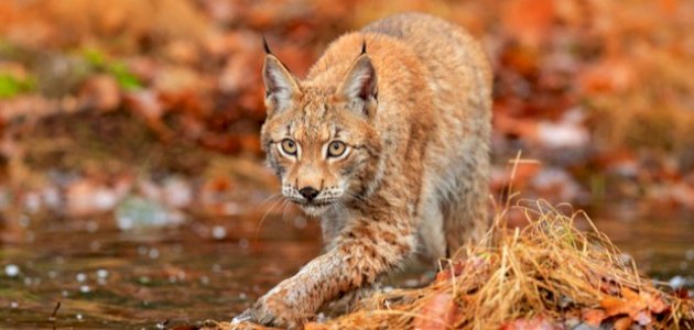 أنواع الوشق صورة مقال أنواع الوشق