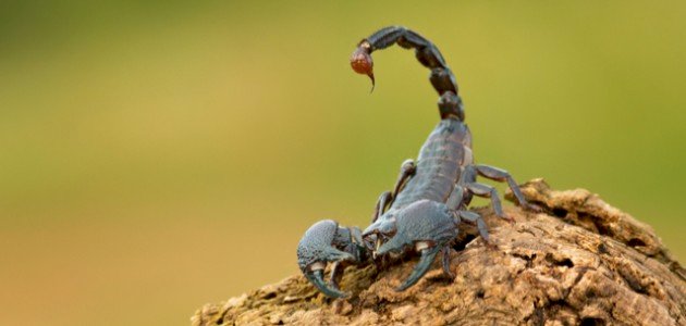 تفسير حلم لدغة العقرب صورة مقال تفسير حلم لدغة العقرب