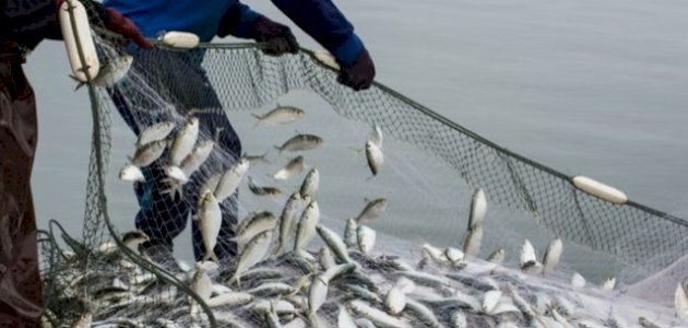 أنواع الأسماك في فلسطين صورة مقال أنواع الأسماك في فلسطين