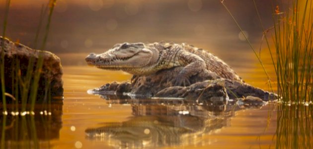 زواحف التصنيفات الأقل صورة مقال زواحف التصنيفات الأقل