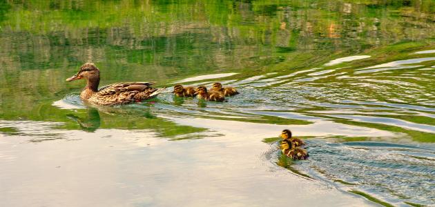 بحث حول نظرية التبعية صورة مقال بحث حول نظرية التبعية