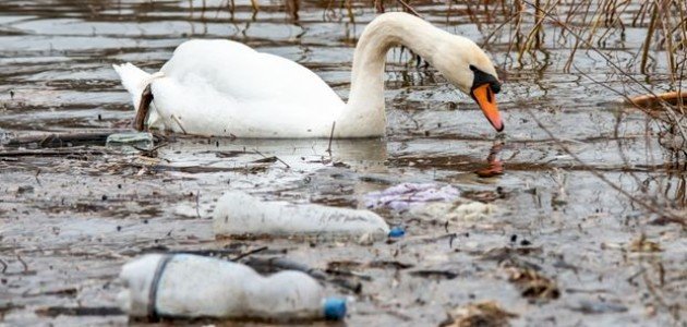 خطر التلوث على الحيوانات صورة مقال خطر التلوث على الحيوانات