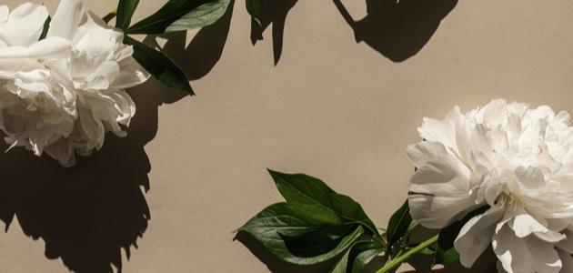 نشأة علم الجمال صورة مقال نشأة علم الجمال