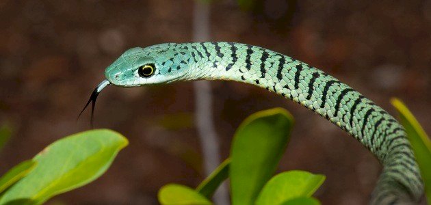 الأفاعي صورة مقال الأفاعي