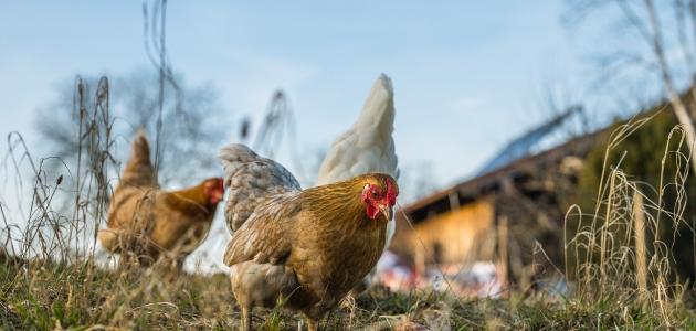 معلومات عن الدجاج البري صورة مقال معلومات عن الدجاج البري