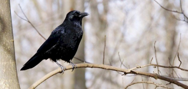 تفسير رؤية الغراب في المنام صورة مقال تفسير رؤية الغراب في المنام