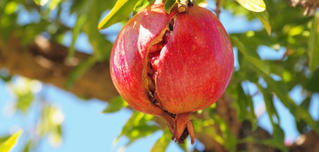 كيفية زراعة الرمان صورة مقال كيفية زراعة الرمان