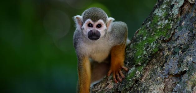 من ماذا يخاف القرد؟ صورة مقال من ماذا يخاف القرد؟