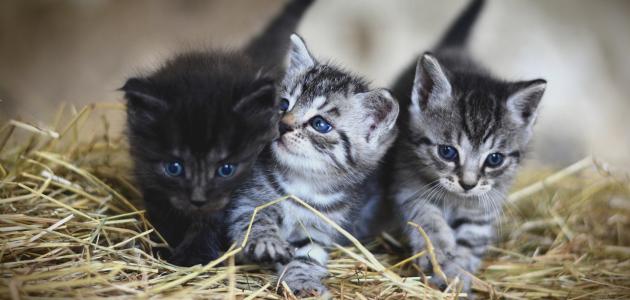 أسباب إسهال القطط مع رائحة كريهة صورة مقال أسباب إسهال القطط مع رائحة كريهة