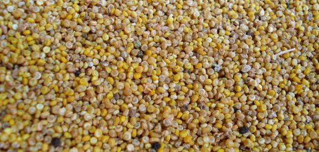 كيفية طبخ الكينوا صورة مقال كيفية طبخ الكينوا