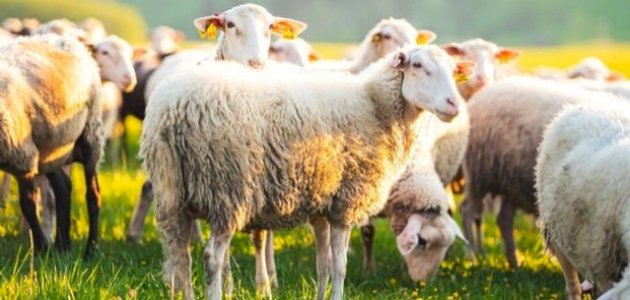 تفسير الماعز في المنام صورة مقال تفسير الماعز في المنام