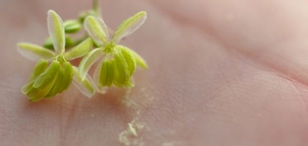 كيفية استعمال بودرة لقاح النخيل صورة مقال كيفية استعمال بودرة لقاح النخيل