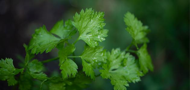 تفسير البقدونس في المنام صورة مقال تفسير البقدونس في المنام