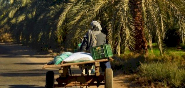 معلومات عن قطاع الزراعة في مصر صورة مقال معلومات عن قطاع الزراعة في مصر