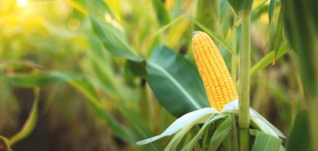 تفسير الذرة في المنام صورة مقال تفسير الذرة في المنام