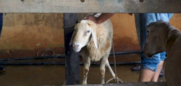 سنن عيد الأضحى للمُضحّي صورة مقال سنن عيد الأضحى للمُضحّي