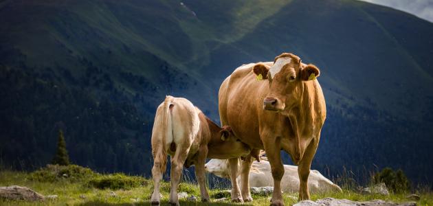 تفسير ذبح البقرة أو العجل في المنام صورة مقال تفسير ذبح البقرة أو العجل في المنام