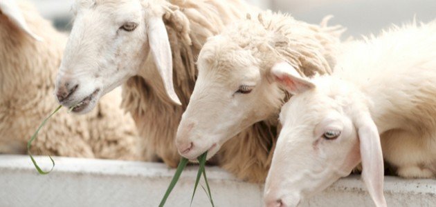 آداب ذبح الحيوان في الإسلام صورة مقال آداب ذبح الحيوان في الإسلام